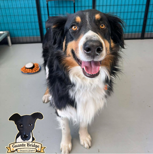 Adopt Beau the rescued street dog