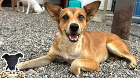 Adopt Fergie the rescued street dog