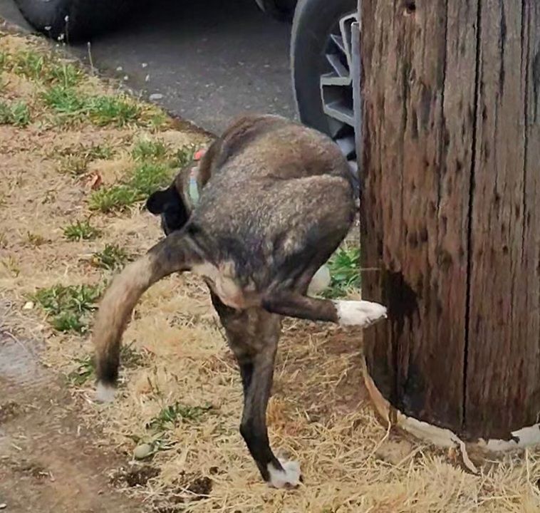 Guante's famous tree pee stance