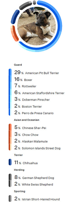 Wisdom Panel DNA showing Guante's 15 apparent breeds