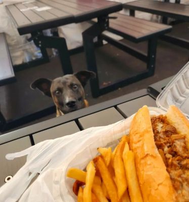 Guante patiently watching a plate of french fries without begging