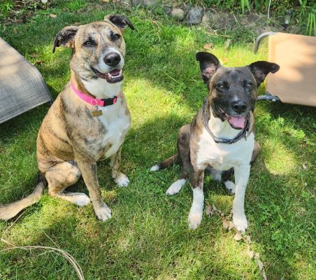 Guante and Juno - two rescued and happy street dogs
