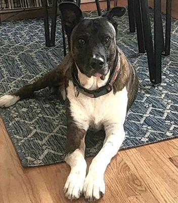 Guante had all the qualities of a typical streetdog