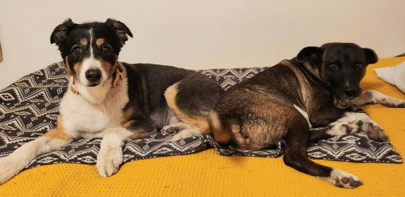 Laney and Guante relaxing together