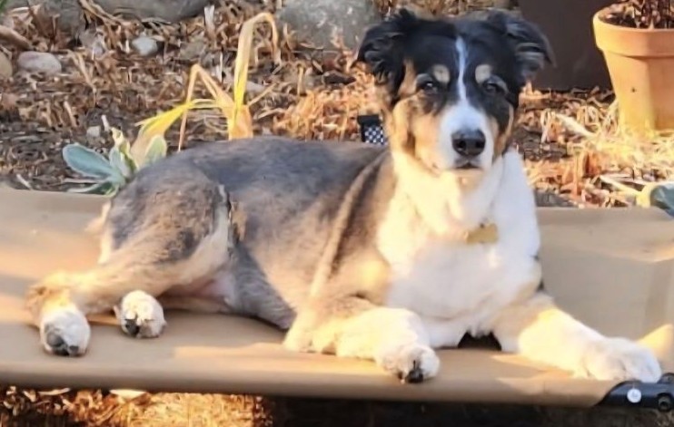 Laney relaxing outside in the warm sun