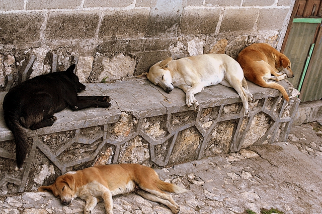 Streetdogs in Chiapa Mexico - Photo by Steven Depolo 2007